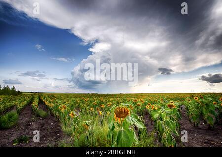 Storm forming over sunflower field in rural southern Manitoba, Canada Stock Photo