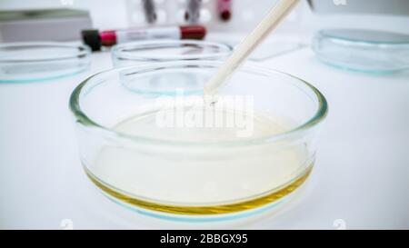 Researcher preparing plates with media in a microbiology laboratory of a technician inoculating plates. Scientist dropping a sample into a Petri dish. Stock Photo