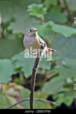House Wren (Troglodytes aedon) adult perched on top of stick  northern Peru                              March