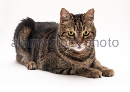 Une Seance Photo En Studio Sur Fond Blanc D Un Chat Domestique Seance Improvisee Dans Mon Studio De Montreal Stock Photo Alamy