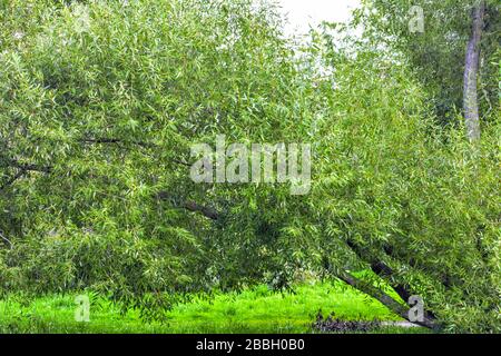 Lush crown of willow tree. Willow tree branches with young green leaves as nature background. Salix fragilis foliage wall Stock Photo