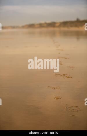 Horseshoe Footprint on the Beach in Conil, Spain Stock Photo