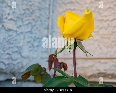 Close up shot of a beautiful yellow rose blossom at Nevada Stock Photo