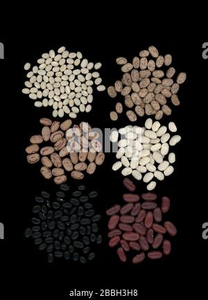 Presentation of dried beans or pulses grown in Canada. Six varieties of dried beans on a black background: black turtle beans, cranberry beans, dark red kidney beans, Great Northern beans, navy beans and pinto beans. Stock Photo