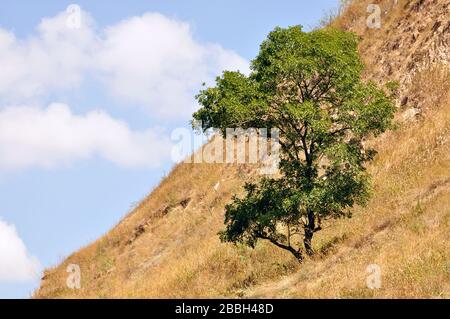 a lone tree on a mountain against a light blue sky with light small clouds. Design background.