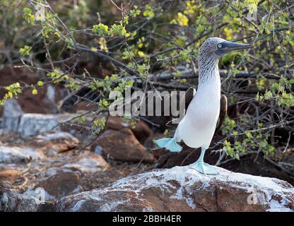 Blue Footed Booby strutting on Isla Seymour Norte Galápagos Islands Stock Photo