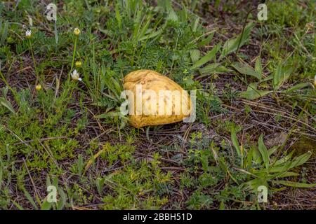Mushroom on the ground. It is a short and delicious mushroom which is growing in a national park in Bulgaria. Stock Photo
