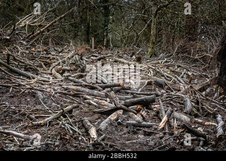 Mass of tree trunks and branches in clearing from tree blown down in high winds Stock Photo