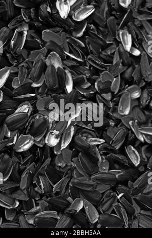 Sunflower seeds for backgrounds or textures. Food Stock Photo