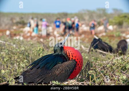 Frigatebirds on North Seymour Island in the Galápagos Islands Stock Photo