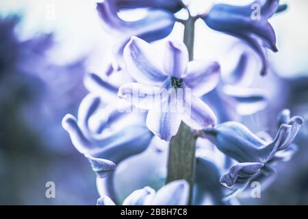 Beautiful dreamy detail shots of Blue-purple hyacinth is also called blue jacket during the spring season in Holland Stock Photo