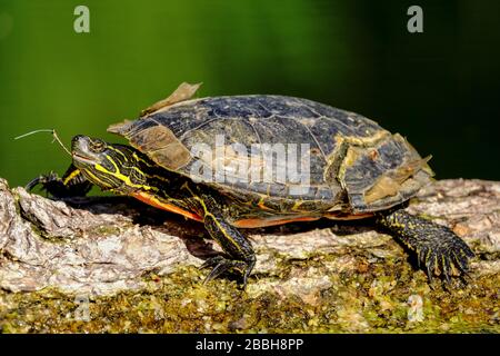 turtle with broken shell