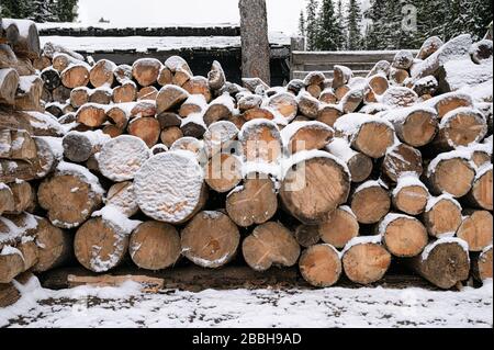 Stacked large log firewood with snow covered in forest reserve on wintertime Stock Photo