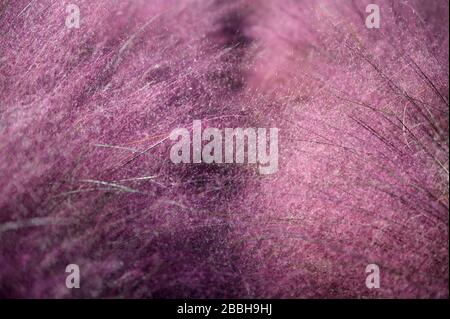 Close-up Pink Muhly grass growing in garden Stock Photo