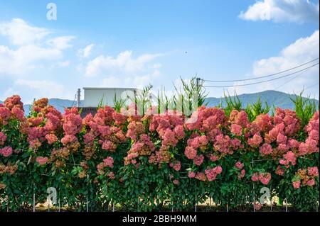 Pink Hydrangea blooming with green leaves in garden with blue sky at countryside Stock Photo