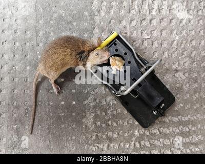 Greedy house mouse in mousetrap on floor Stock Photo