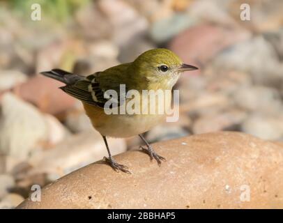 A fall plumage Bay-breasted Warbler,Setophaga castanea in Saskatoon, Canada Stock Photo