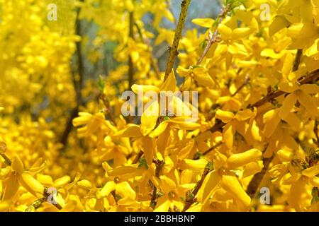 Forsythia europaea is blooming in garden, close up. Yellow gentle flowers is growing in city park in spring. Landscaping and decoration in springtime Stock Photo