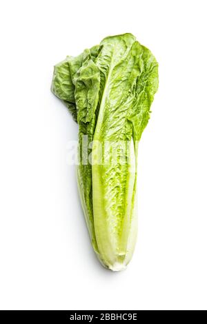 Fresh green Romaine Lettuce. Leaves of Lactuca sativa isolated on white background. Stock Photo