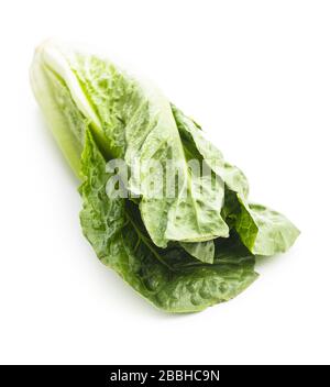 Fresh green Romaine Lettuce. Leaves of Lactuca sativa isolated on white background. Stock Photo