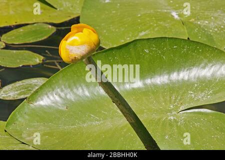 flower and leaves of yellow water lily Stock Photo