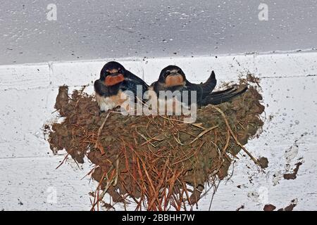 young swallows in their nest, hirundo rustica Stock Photo