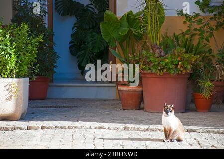 Light brown Siamese cat sits on the sunny pavement, near the open door and green potted plants. Sunny day, Seville, Spain Stock Photo