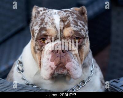 Merle old english bulldog best sale