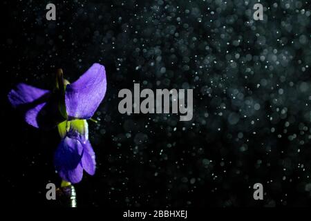 Small Purple Flower on Black Background with Mist Coming In From Right Stock Photo