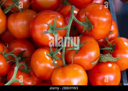 Close up of fresh organic tomatoes, solanum lycopersicum, on a farmers market stall Stock Photo