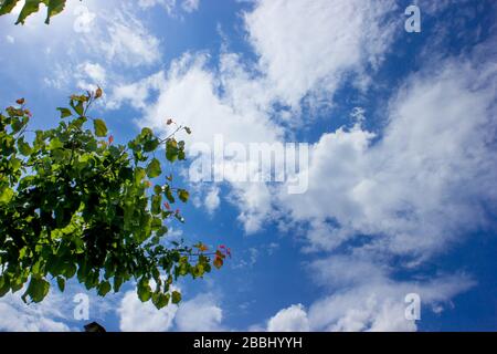 Fruit tree top branch on blue sky and beautiful fluffy cloud background. Best summer sky photo. Stock Photo