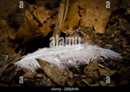 A beautiful feather with some drops of water on the ground as a macrophotography Stock Photo