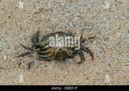 Krebs liegt verkehrt herum im Sand am Ufer Stock Photo
