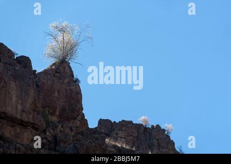 Serviceberry blooming in Hells Canyon, Oregon. Stock Photo