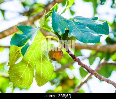 call of nature, trunks, branches, and fruits fig leaves Stock Photo