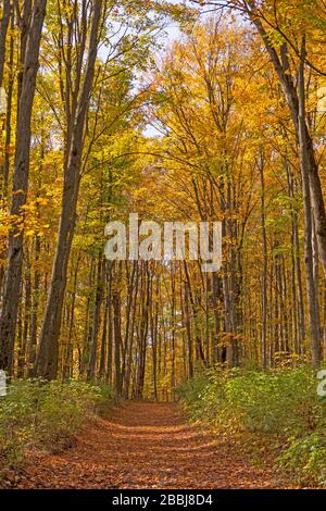 Forest Path Through Arching Trees in the Autumn in the Louis M Groen Nature Preserve in Michigan Stock Photo