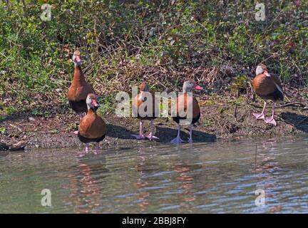Black Bellied Whistling Ducks on the Shore on Elm Lake in Brazos Bedn State Park in Texas Stock Photo