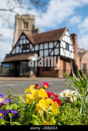 Pinner Parish Church in High Street, Pinner, Middlesex UK with historic half timbered Tudor building in front and primula flowers in foreground. Stock Photo