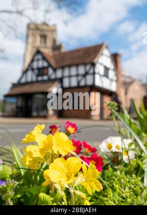 Pinner Parish Church in High Street, Pinner, Middlesex UK with historic half timbered Tudor building in front and primula flowers in foreground. Stock Photo