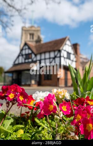 Pinner Parish Church in High Street, Pinner, Middlesex UK with historic half timbered Tudor building in front and primula flowers in foreground. Stock Photo