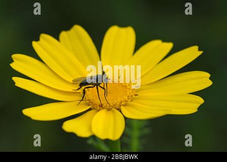 Black fly feed on nectar Stock Photo