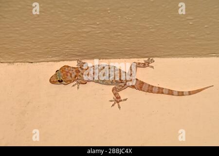 Mediterranean House Gecko Stock Photo