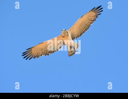Short-toed eagle (Circaetus gallicus) flying Stock Photo