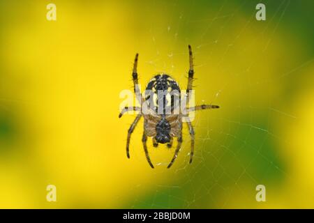 Spider on web Stock Photo