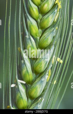Green wheat up close Stock Photo
