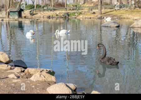 Black goose on swimming on a lake. There are also some other white gooses not far away from it. National park for animal.There is a perfect reflection Stock Photo