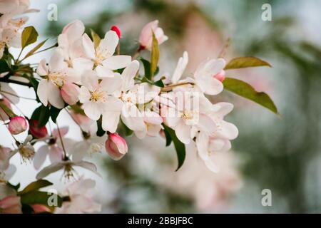 Spring Wild Cherry Blossoms on a Spring Afternoon in Michigan Stock Photo