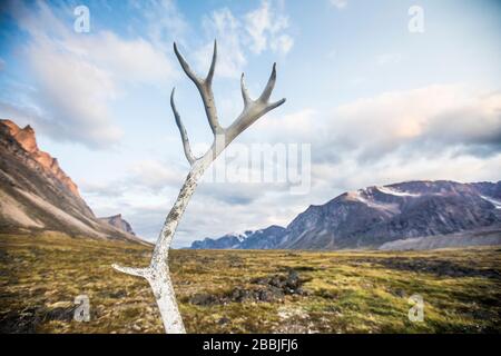 Caribou remains (antler) in Akshayak Pass, Auyuittuq National Park. Stock Photo