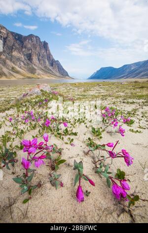 Purple flowers bloom in Akshayak Pass, Auyuittuq National Park. Stock Photo