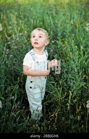 Two year old boy in baby blue coveralls picking flowers in a meadow.